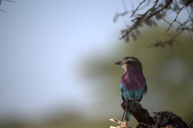 Ağaç dalında güzel bir kuş