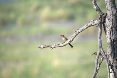Doğadaki kuş, bitki örtüsü ve fauna