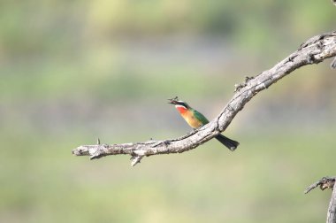 Bir erkek arı yiyici (merops apiaster) )