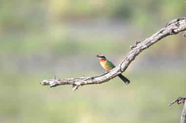 Kırmızı - gagalı Kingfisher - Kruger Ulusal Parkı, Güney Afrika