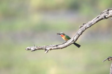 Ağaçtaki kuş, fauna