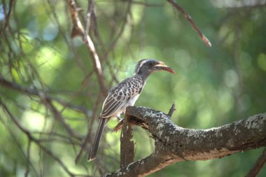 Ağaç dalında bir kuş