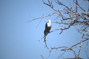 Ormandaki güzel bir kuş görüntüsü.