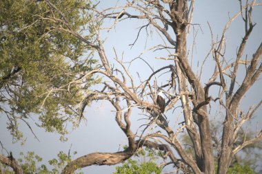 Güzel manzaralı bir ağaç.