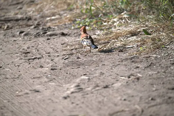 Vahşi kuş doğada, fauna