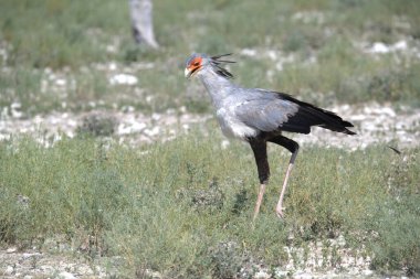 Uçuşta siyah taçlı bir vinç.