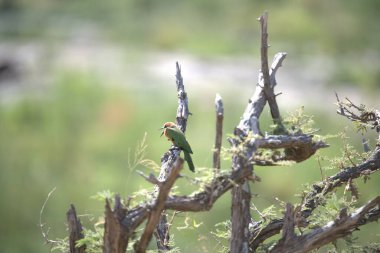 Ormanda yeşil çimenler
