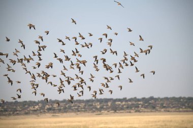 Gökyüzünde uçan kuşlar, doğa faunası