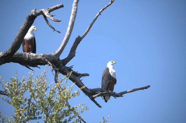 Vahşi doğada kel kartal
