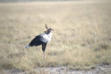 bird in the savannah