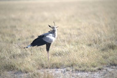 Siyah turna kuşu, grus grus, doğanın doğal ortamında