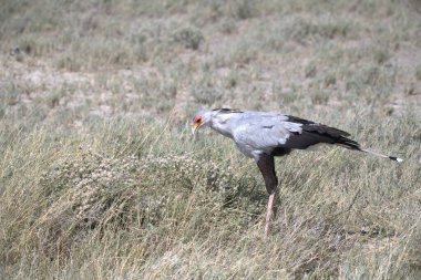 Gri - taçlandırılmış vinç (lorohilorum fullorum), İspanya
