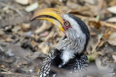 Güzel beyaz kuyruklu bir kartalın yakın plan fotoğrafı.