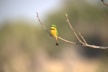Sarı - Sri Lanka doğasında arı yiyici (ops merops apius)