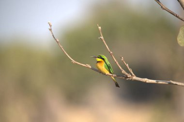 Arı yiyici, merops apiaster