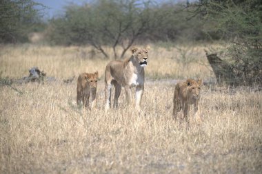 Kenya savanındaki aslan