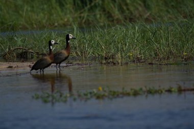 Büyük ibikli yunus balığı, podiseps diseps, suyun içinde.