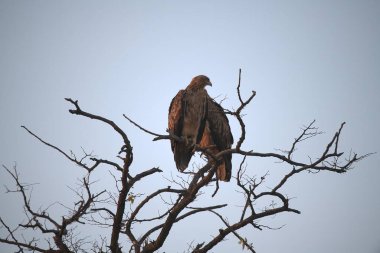 bir ağaç dalı kartal