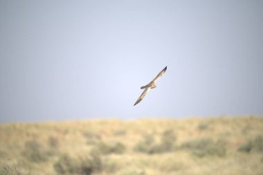 vahşi doğadaki kartal, hayvan doğası
