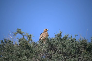 Gökyüzünde bir kuş
