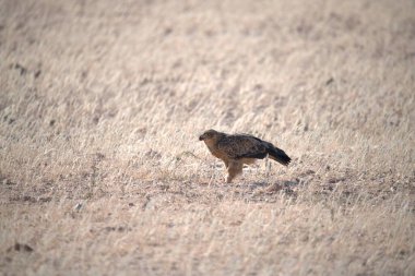 Ormandaki vahşi kuş