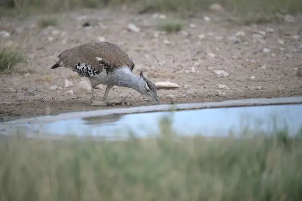 Bir kuş yerde, suyun içinde oturuyor.