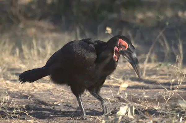 Kara bir kuş yerde.