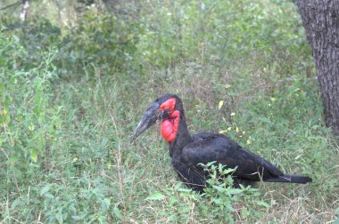 Parktaki siyah kuşun yakın plan fotoğrafı.