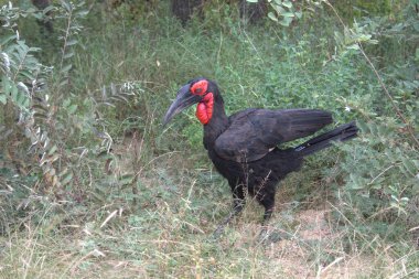 Parkta siyah bir kuş