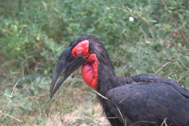 Kırmızının yakın görüntüsü - Vahşi doğada taçlandırılmış vinç.