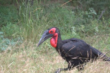 siyah - taçlandırılmış vinç (balearearlorum loronlorum), yerde duruyor