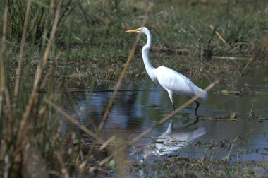 great egret in the swamp