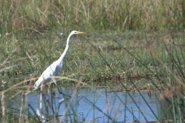 Beyaz balıkçıl doğada yaşıyor.