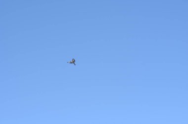 Gökyüzünde uçan bir kuş