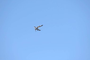 Gökyüzünde uçan bir martı