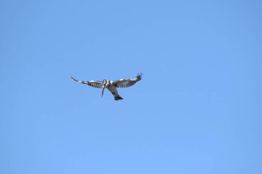 Beyaz şahin uçuyor.