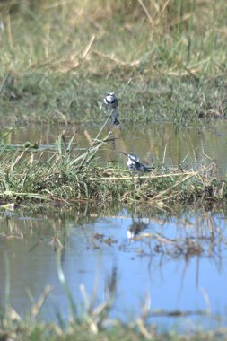 bozkırlarında kuşların