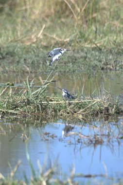 Siyah başlı balıkçıl, ardea cinerea, bir ağaç dalında duruyor, doğal yaşam alanında yiyecek arıyor..