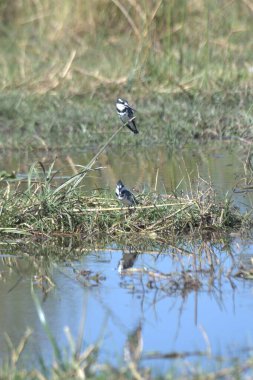 Doğadaki kuş ve vahşi yaşam