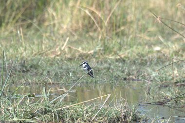 Siyah başlı balıkçıl (ridiola ridus) bataklıkta duruyor..