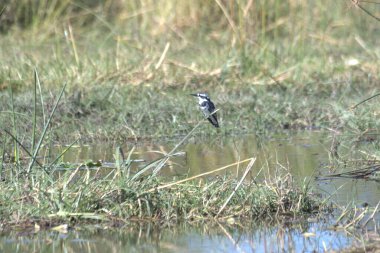 Siyah kanatlı ayaklıklar (himantopus himantopus) )