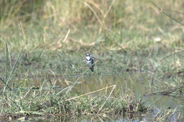 siyah - kuyruklu Kingfisher (haliceceus ceceus) kuru bir nehirde