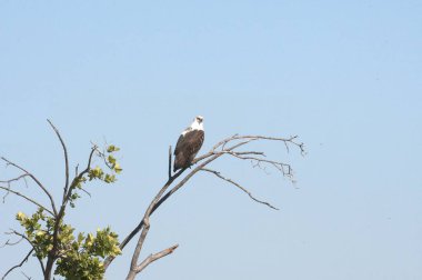 Vahşi doğada kel kartal