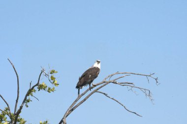 Kartal kuşu vahşi doğada