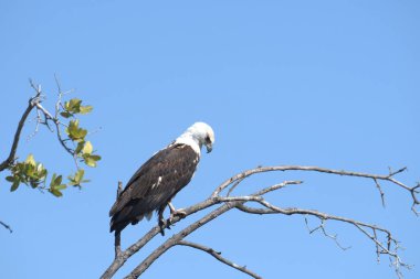Kel kartal (halietus leucophalus) bir ağaca tünemiş.