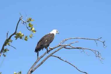 Amerikan kel kartalı, haliaeetus cocophalus, yetişkin