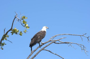 Vahşi hayatta görkemli kel kartal kuşunun manzarası