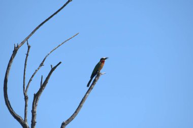 Kırmızı kanatlı ağaçkakan ormanda.