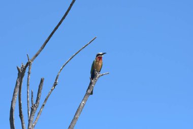 Kırmızı göğüslü balıkçı, Alatdo Ulusal Parkı, Brezilya