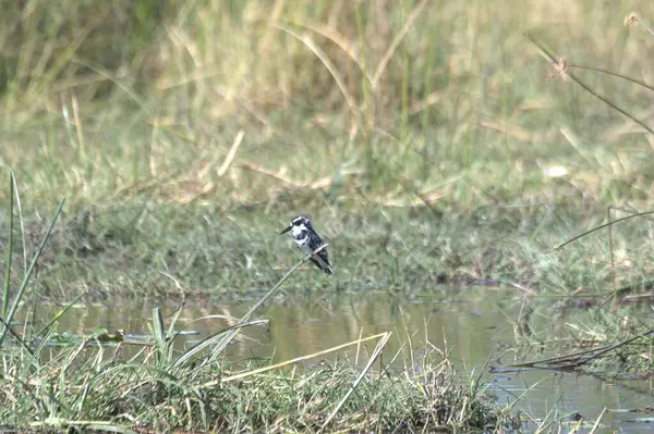 Siyah başlı balıkçıl (ridiola ridus) bataklıkta duruyor..